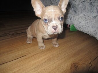 Francouzský buldoček - 5