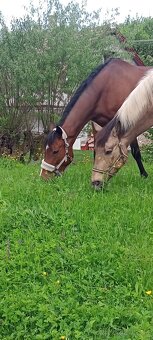 Valach Pony+Čt - 5