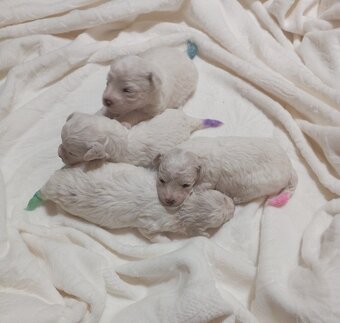 Bišonek - Bichon á poil Frisé - 5
