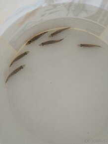Aristochromis Christyi - 5