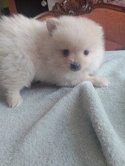 Pomeranian špic - 5