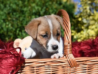 Jack Russell terier s PP - 5