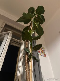 Fikus Elastica - cca 180 cm, včetně květináče - 5