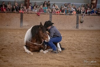 Fantastic Dj Valentin -připouštění homozygotní APH plemeník - 5