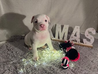 American bully pocket - 5