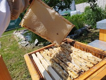 Včelí oddělky 2026 + dovoz až k vám - 5