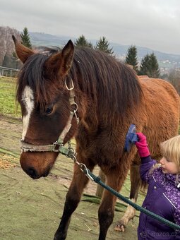 ČT klisnicka k prodeji - 5