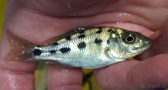 Malawi ... Fossorochromis rostratus - 5