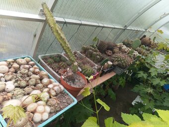 Rozprodej 50leté sbírky kaktusů – stovky kusů (Mimoň) - 5