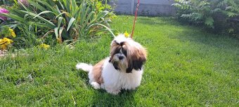 Shih tzu s PP / shihtzu / shi tzu /shi-tzu - 5