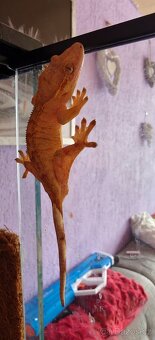 Prodám 3 samice pagekona řasnatého s teráriem - 5