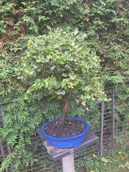 Bonsaj,Bonsai - 5