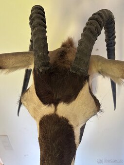 NÁDHERNÁ LOVECKÁ TROFEJ - Přímorožec jihoafrický (oryx) - AF - 5