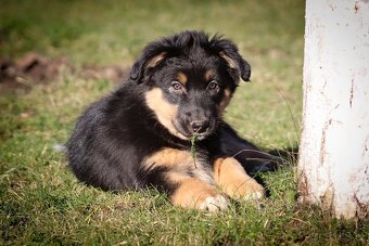 Australských ovčák s PP - 5