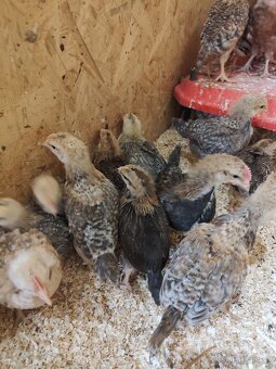 Prodám kuřata - 5