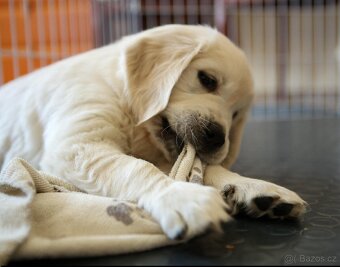 Zlatý Retrívr - 5