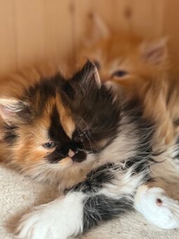 Menuet(munchkin) - 5