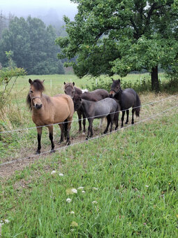 American minihorse - 5
