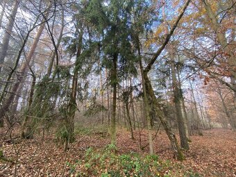 Lesní pozemek Chářovice - 5