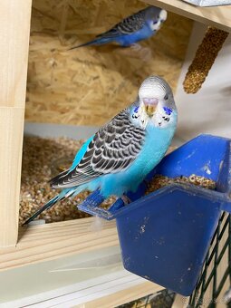 Andulky kroužek 26 - 5