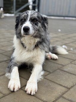 Štěňátka border kolie - 5