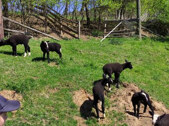 Na prodej: 4 beránky plemene Zwartbles - 5