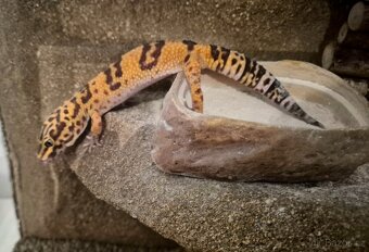 Gekončík noční 0,3 - 5