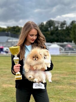 Pomeranian s PP FCI - 5