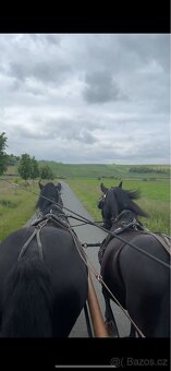 Starokladrubský vraník 14 let - 5