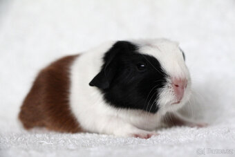 Krátkosrsté morče, morčátko, morčata s PP - 5