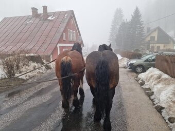 Prodám polske chladnokrevniky - 5