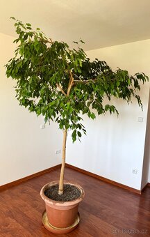 Strom Ficus Benjamin - 5