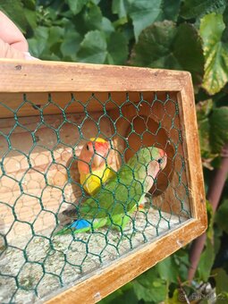 Agapornis ruzohrdly - 5