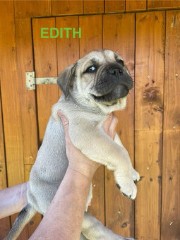 Malorská doga - Cadebou - Perro Dogo Mallorquin - 5