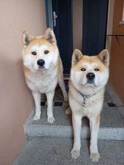 Štěňata Akita inu - 5