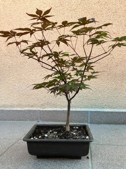 Bonsai, Bonsaj, japonský javor, skalky - 5