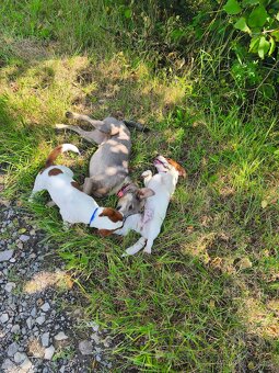 Jack Russell terier pejsek s rodokmenem - 5