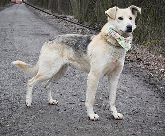 ŽIŽI K ADOPCI - 2 ROKY, ODDANÝ, BYSTRÝ, UČENLIVÝ - 5
