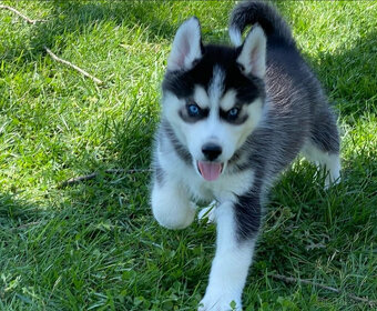 Prodám štěněta sibiřského huskyho s PP - 5