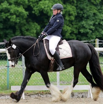 Prodej, výměna IC klisny - 5