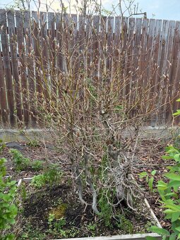 Bonsaje - 5