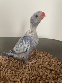 Alexandr malý samička violet straka - 5