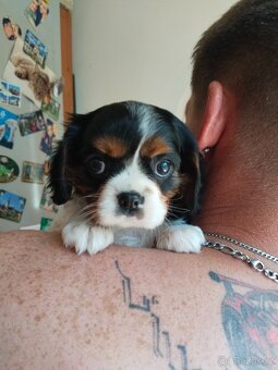 kavalír king charles španěl - 5
