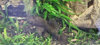Ancistrus - 5