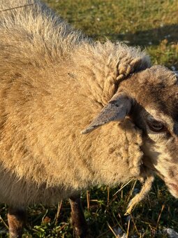 Jehnička kříženec - 5