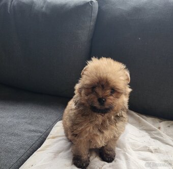 Pomeranian fenka - 5