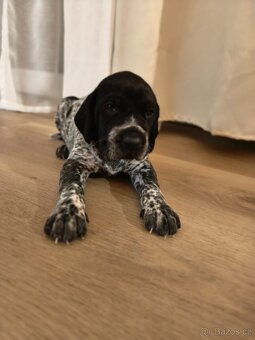 Německý krátkosrstý ohař - 5