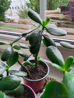 Tlustice, kopřiva, kalanchoe - 5