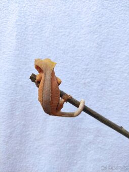 pagekon řasnatý, terárium - 5