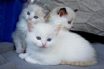 Hebká koťátka Ragdoll - odběr polovina června - 5